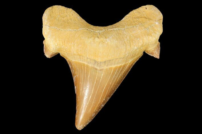 Fossil Shark Tooth (Otodus) - Morocco #103316